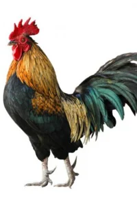 Background cover of Beware Of Chicken