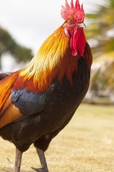 Background cover of BOC Alternate Universe: Soaring Heaven's Isle