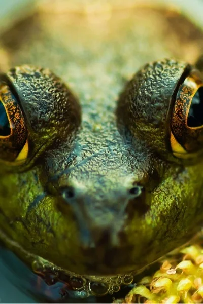 Background cover of A Frog Back In Water - Yu-Gi-Oh DM