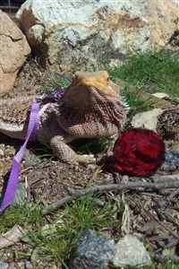 Background cover of Gaia Awakens