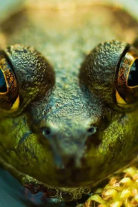 Background cover of A Frog Out Of Water - Yu-Gi-Oh GX